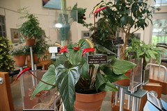US Botanic Garden - East Gallery