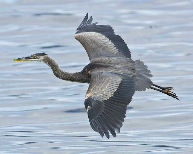 Great Blue Heron In Flight - A Photo On Flickriver