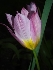 Tulips'08.