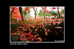 2008 Kyoto Fall Foliage