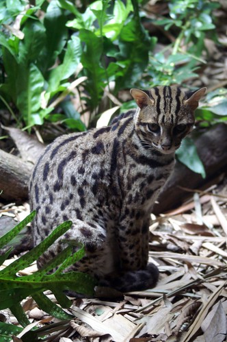 Leopard Cat: Singapore Zoo