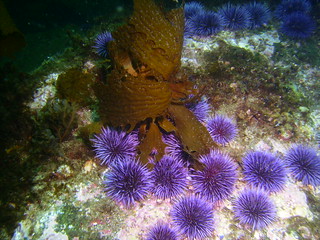 Urchins and Kelp