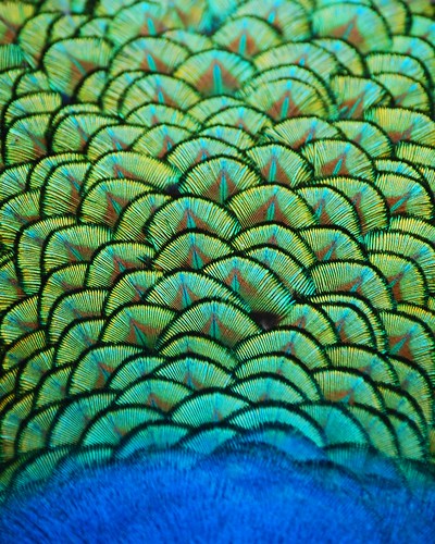 the peacock came close...