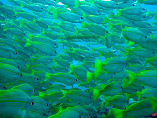 Seychellen 2008 fish