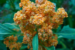Quinoa flowering