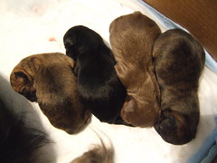 ellie's puppies, 2008/10/11