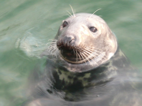 Seals in The Harbour at St.Ives,Cornwall (6) by john47kent