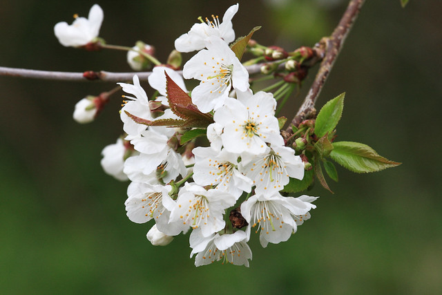Wild Cherry (Prunus avium)