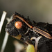 Pennsylvania Ambush Bug (Phymata pennsylvanica) ♂