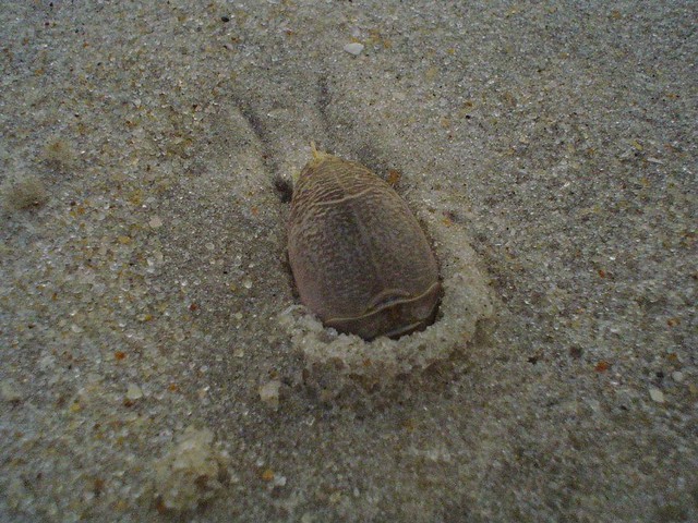 Sand Flea | Flickr - Photo Sharing! Are There Sand Fleas In Galveston