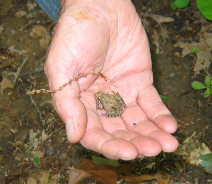Eastern Gray Treefrog, Hyla versicolor