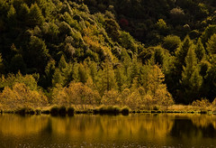 Golden Days, Otago Autumn