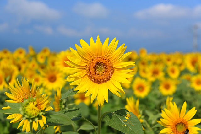 sunflower, field, flower