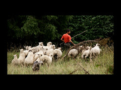 Quand passent les moutons