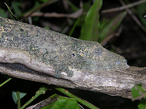 ЧУДЕСА МАСКИРОВКИ Camouflaged leaf-tailed gecko (Uroplatus sikorae), Montagne d'Ambre, Madagascar