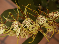 my orchids 2008