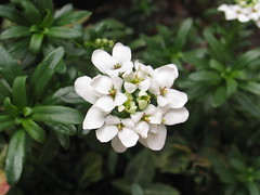 Quinta flower