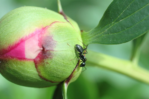 the ant and the peony.