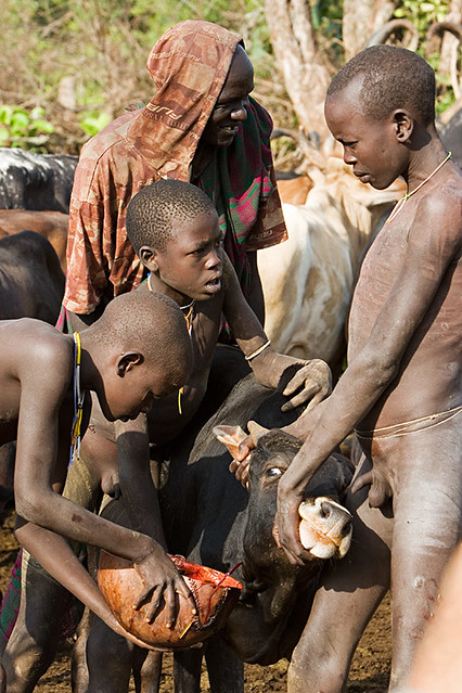 104 - Surma boys taking blood from a cow