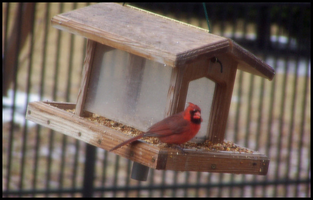 Cardinal Bird House | Flickr - Photo Sharing!