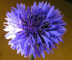Centaurea Fiordaliso....Cornflower...fleur de lis....Kornblume....azulejo