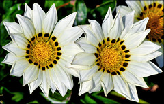 Flowers 2008