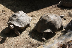 Grinning Galapagos Tortoises.