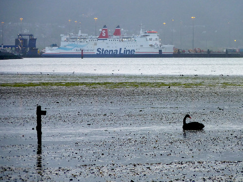 Black Swan in Belfast Lough
