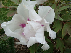 Paeoniaceae