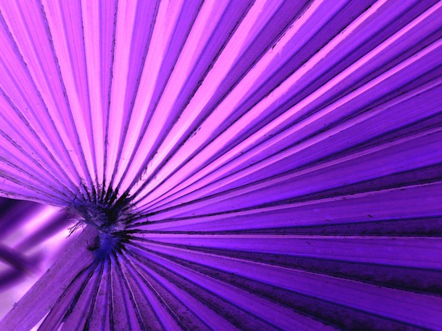 purple, flower, lines