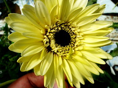 Flowers - Cameron Highlands
