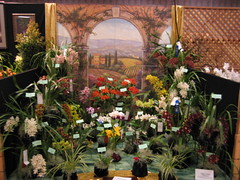 2008 San Diego International Orchid Show