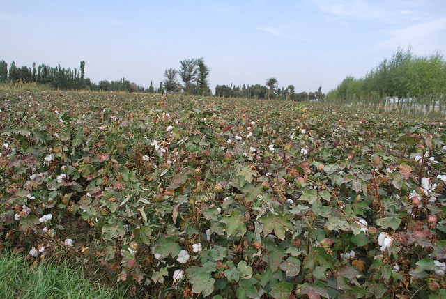 Photo of a cotton field in China
