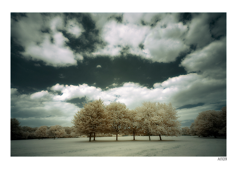 6 trees infrared