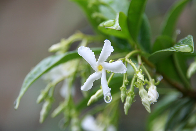 Trachelospermum jasminoides 2
