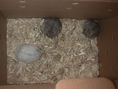Hamster - Luca, Nikita, Vladimir