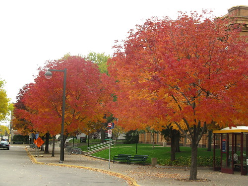 #286 - Fall trees at the U
