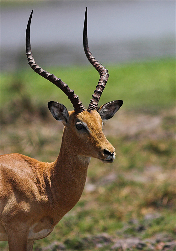 Impala buck portrait