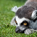 Captivated (Ring Tailed Lemur), Blackpool Zoo