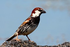 Pardal (Sparrow)