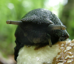 Polži (Snails & slugs)