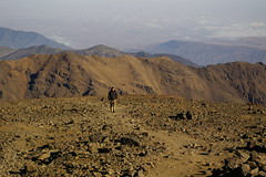 Nelter & Jebel Toubkal 2007/14 Morocco