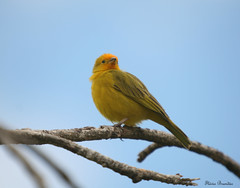Canário-da-terra-brasileiro, Canário-terra ou Canário-da-terra (Sicalis flaveola) - Saffron Finch 