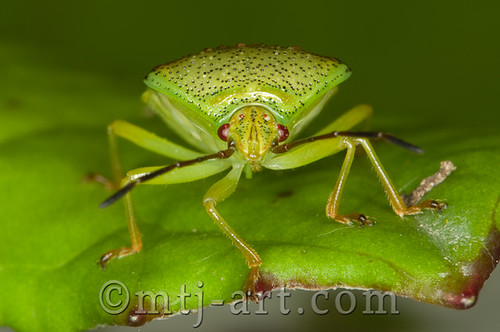 Lude | Heteroptera by Mtj-Art - Thanks for over 100,000 views :)