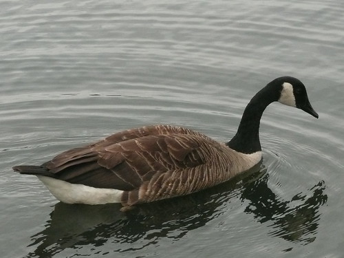 A Canadian Goose At Penponds,Richmond Park