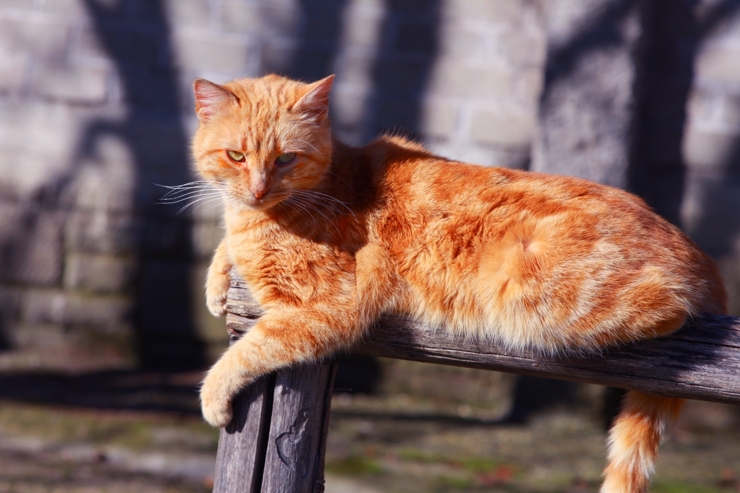 Cat on a fence