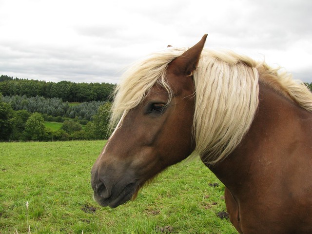 Blond Horse Breeds - wide 6