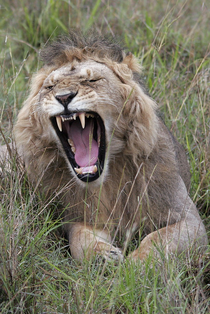 Lion With Open Mouth 2