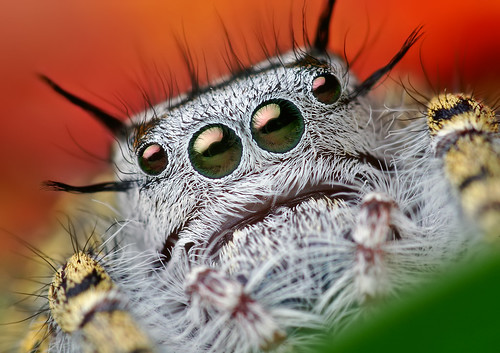 Phidippus mystaceus araignée photo macro