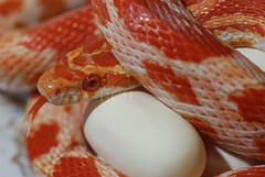 Corn Snakes and other Ratsnakes